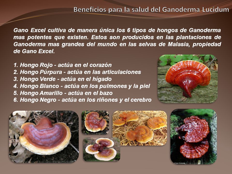 Beneficios de los hongos